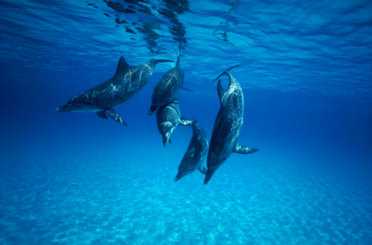 Dolphins swimming under water