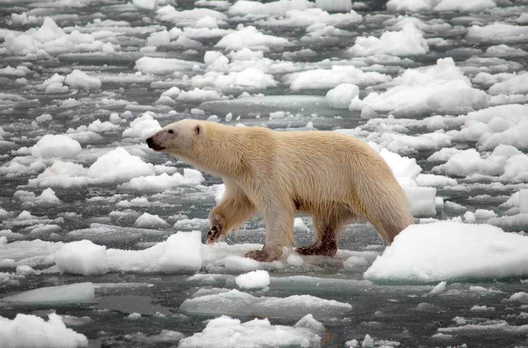 A polar bear walking on melting ice