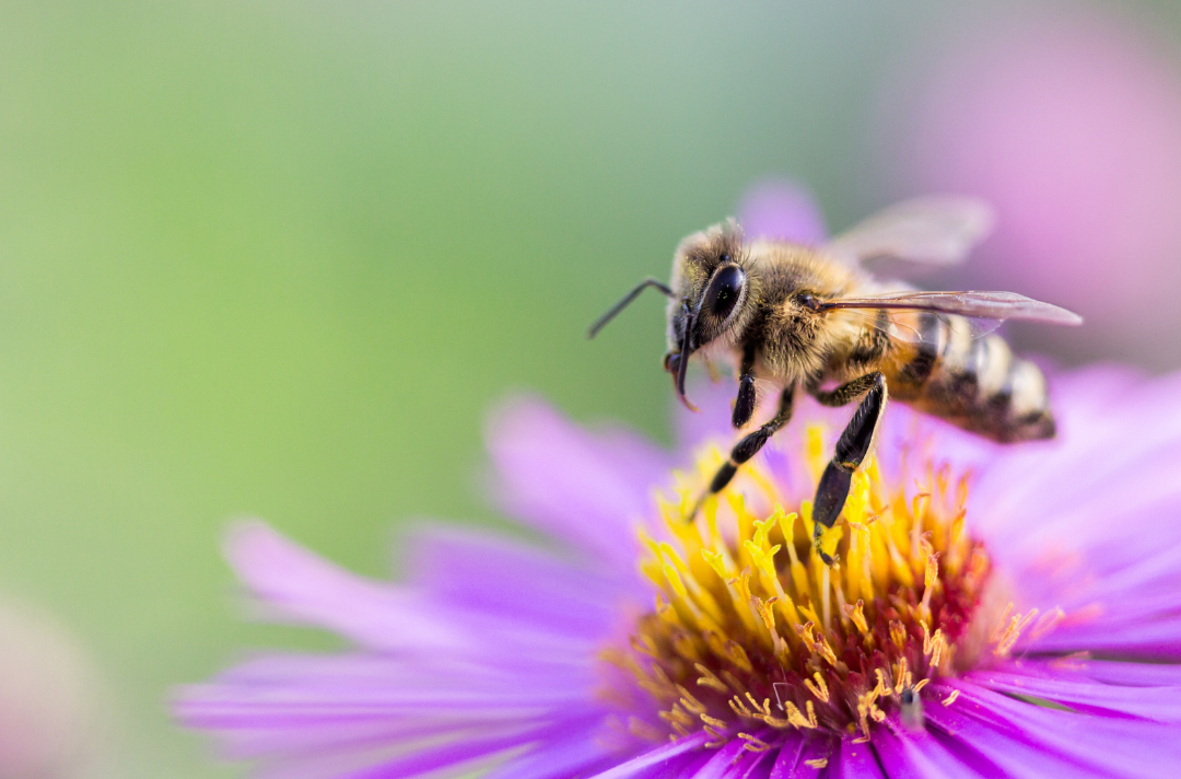 A bee landing on a flower