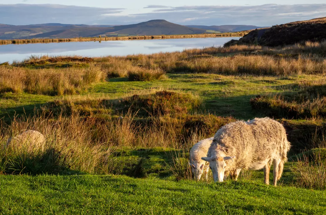 Sheep grazing in rugged countryside