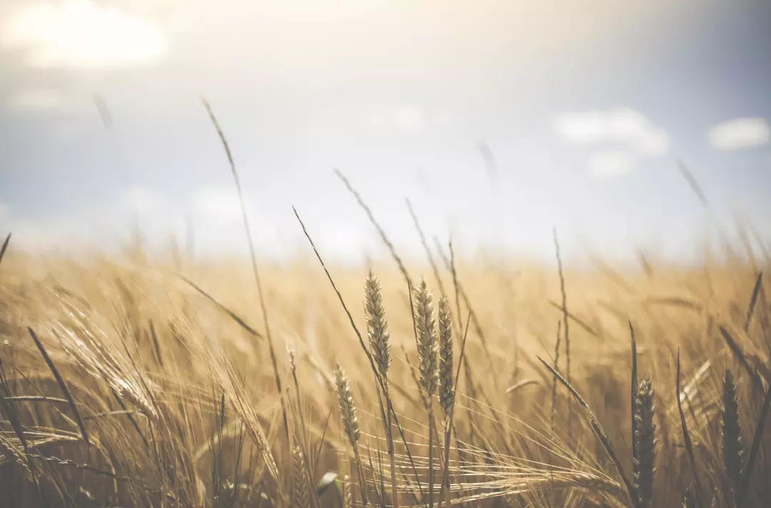 A field of wheat