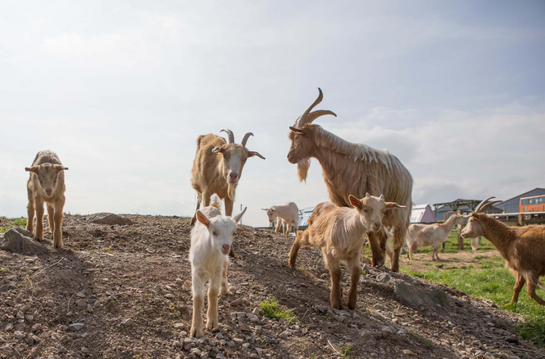 Goats at Hadleigh Farm