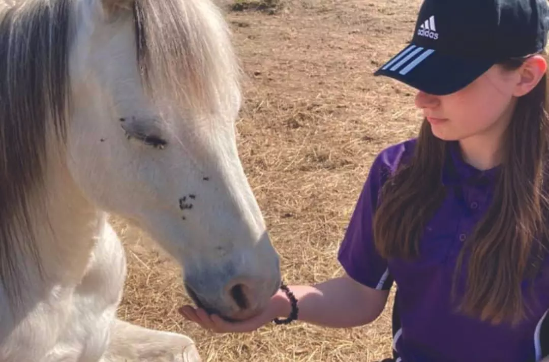 A girl feeding a horse