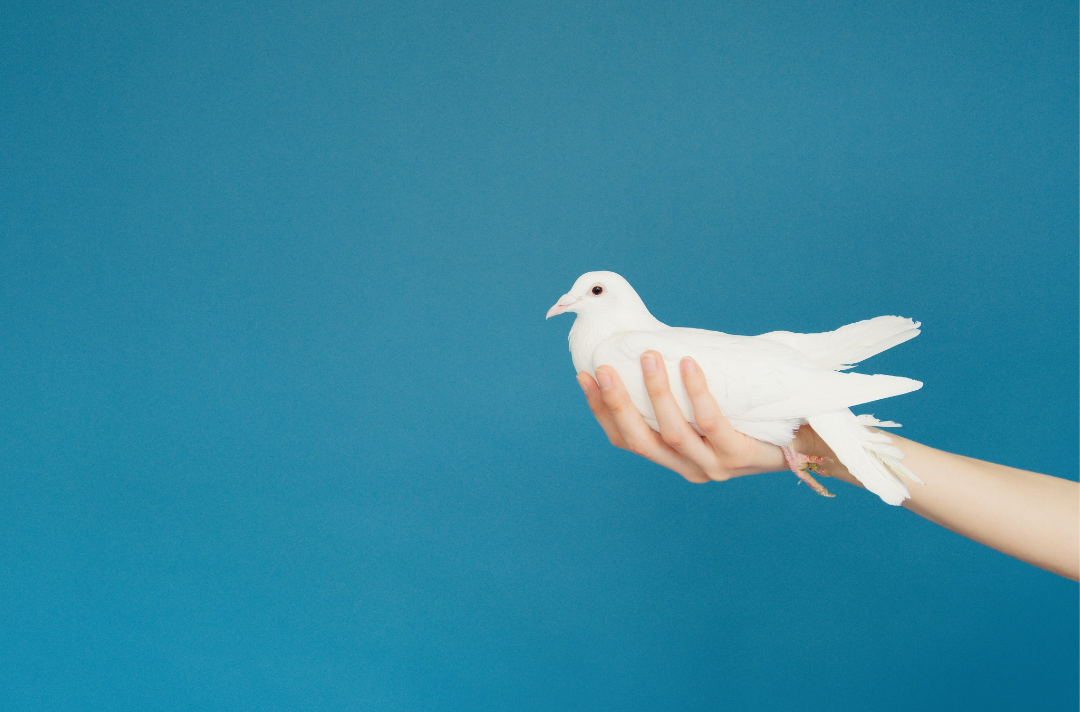 Photo shows a hand holding a dove in front of a blue background.