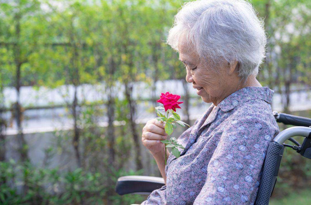 A photo of an older woman in a wheelchair, smelling a red rose and smiling