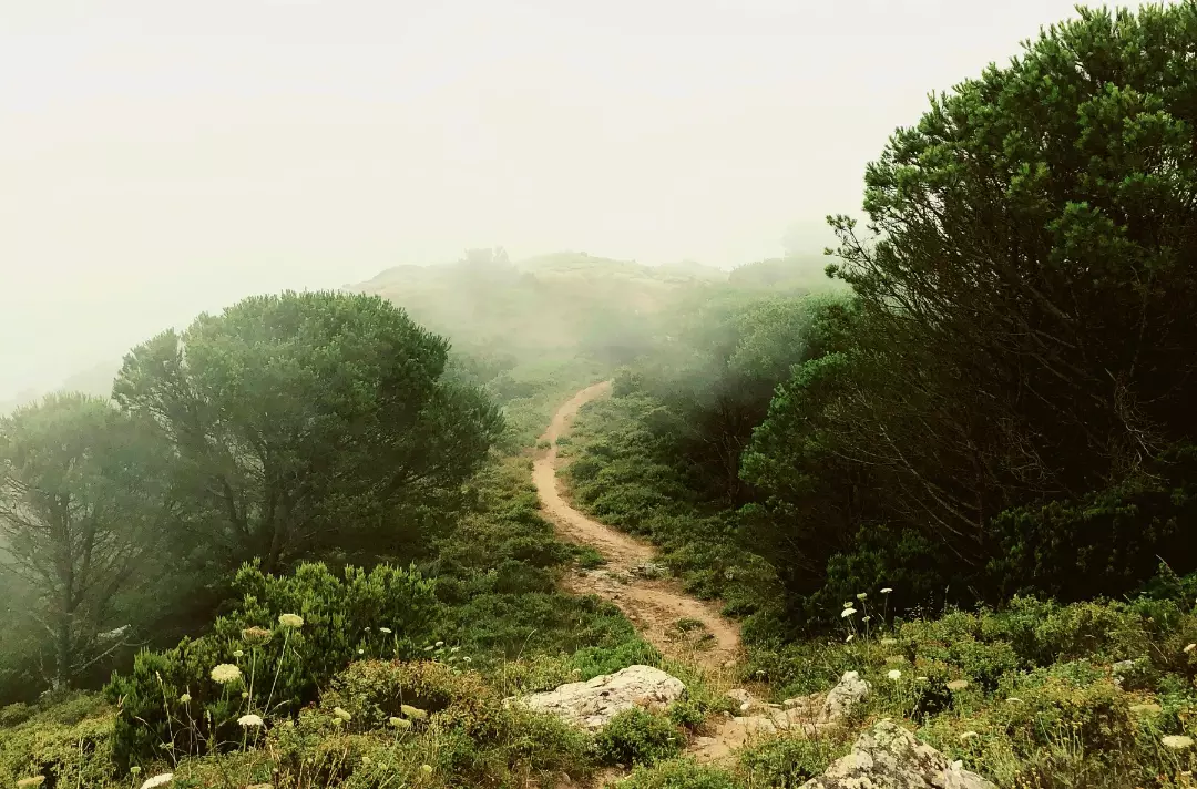 Photo shows a dirt path weaving through a lush, grassy hillside.