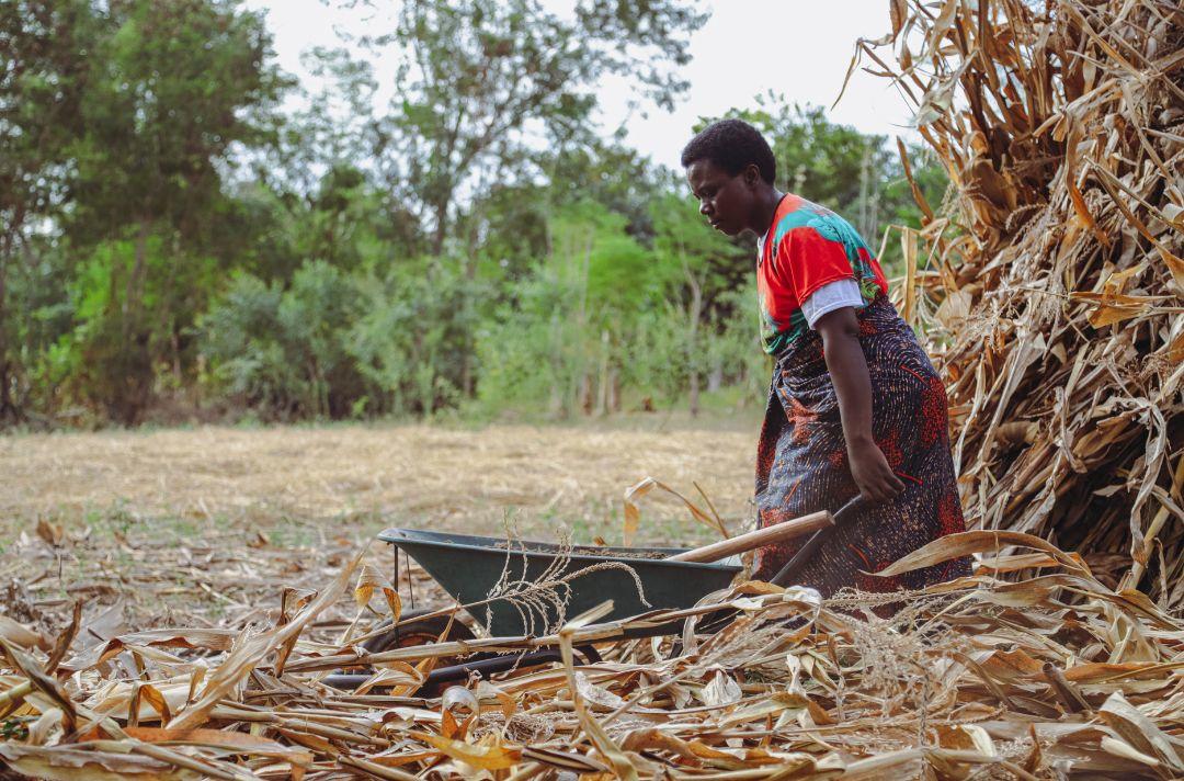 A photo of a African woman from Malawi working in a field pushing a wheelbarrow
