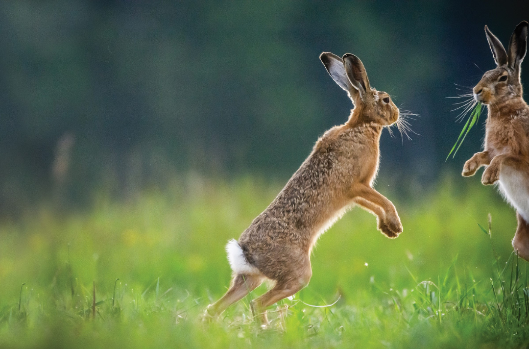 Photo shows two hares playing with each other in long grass.