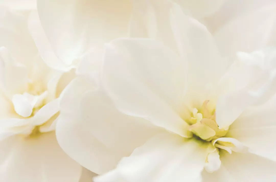 Photo shows some white flowers.