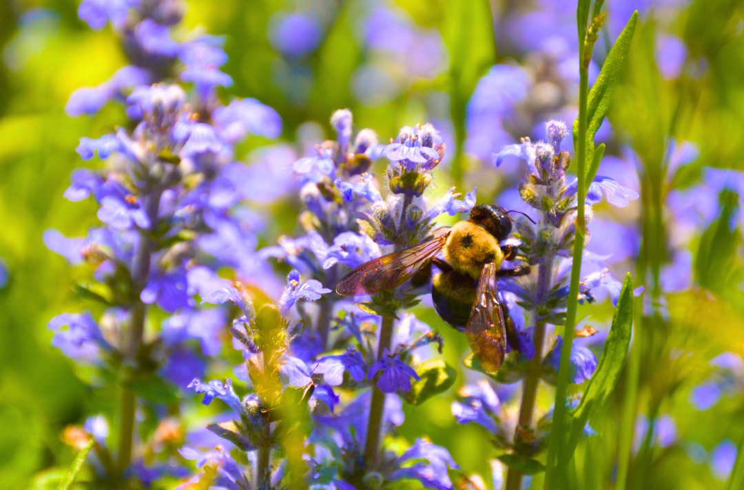 Photo shows a bee resting on a blue-purple flower.