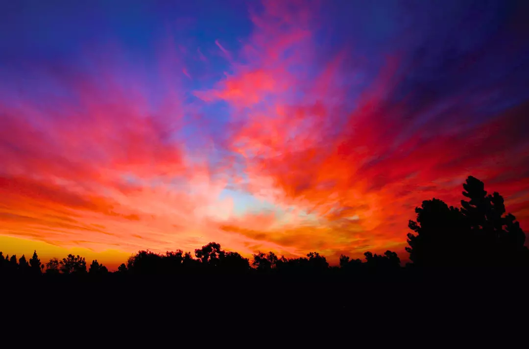 Photo shows the sun silhouetting trees.