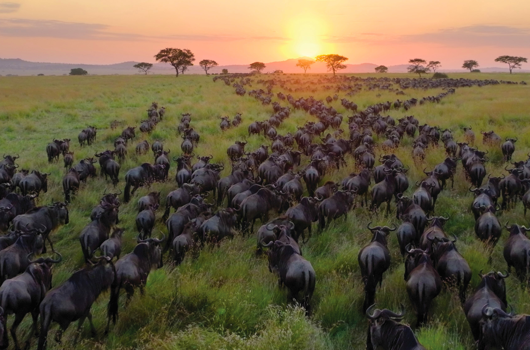 Photo shows a herd of wildebeests. Picture: © 2023 Netflix, Inc.