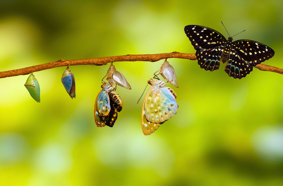 Photo shows four stages of a chrysalis.