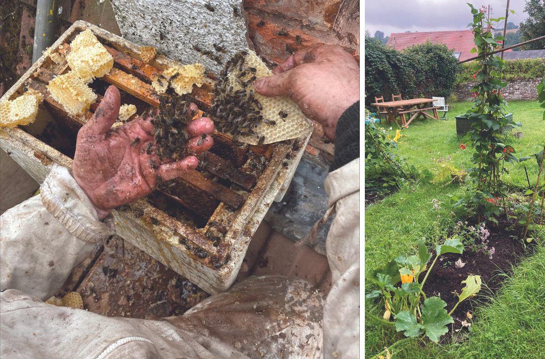 A collage of two photos. The first shows someone holding bees and honeycomb and the second shows a vegetable patch