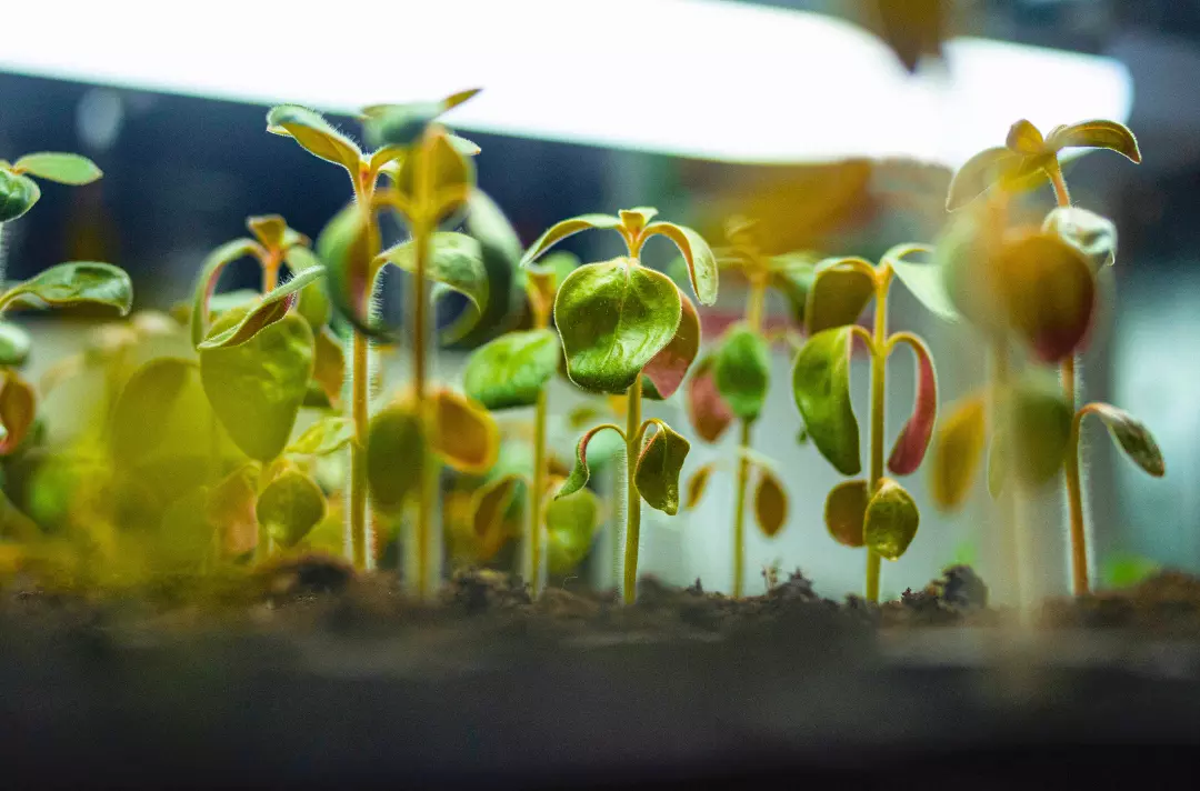 A photo shows a patch of seedlings that are just beginning to grow.