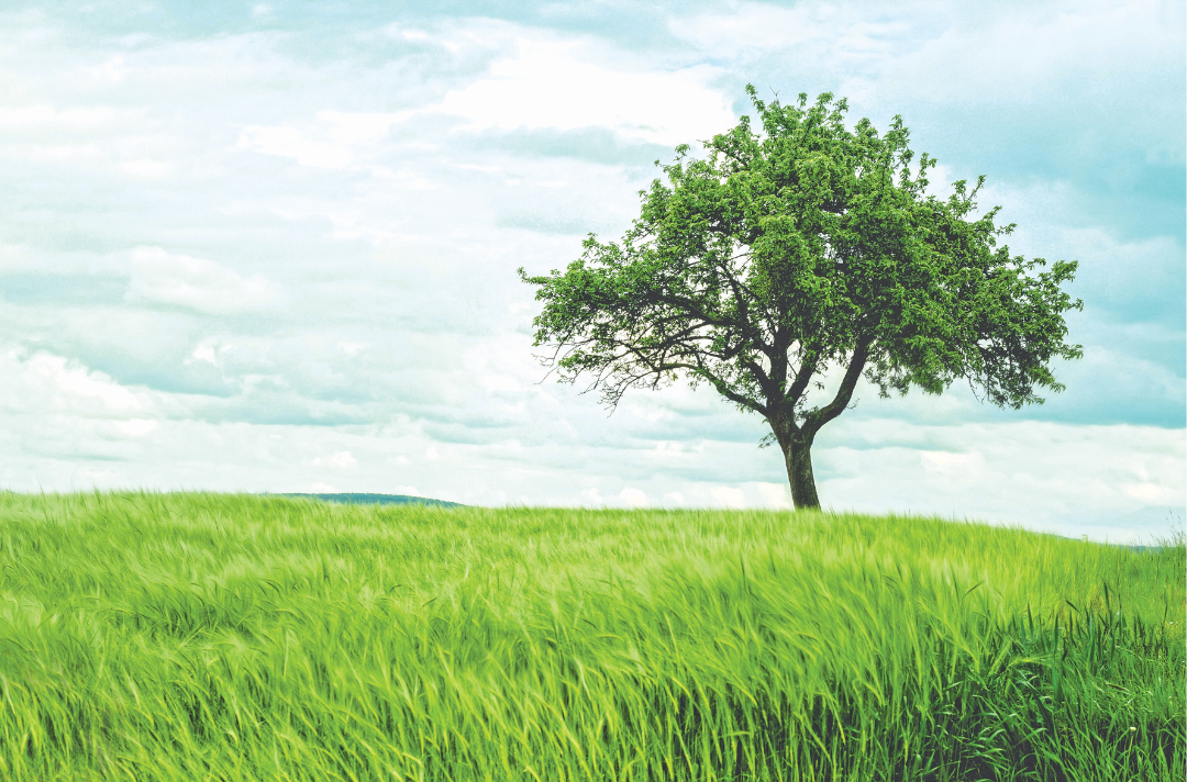 Image shows a tree standing in a verdant field before a bright blue sky.