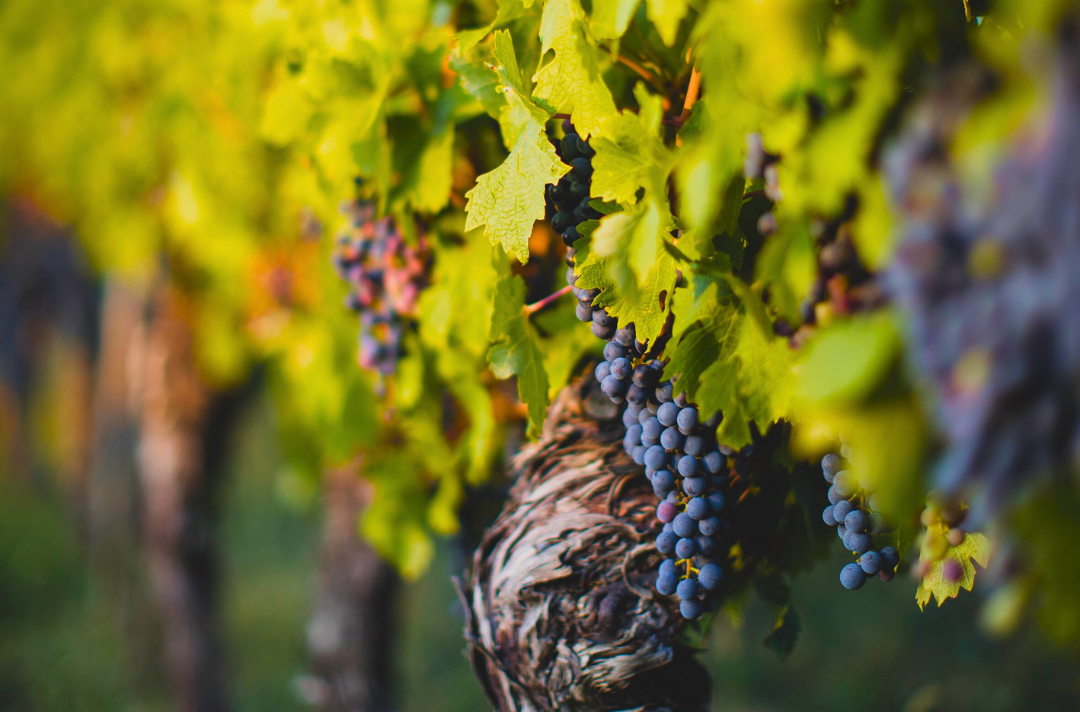 A photo shows a bunch of grapes hanging on a vine in a vineyard.