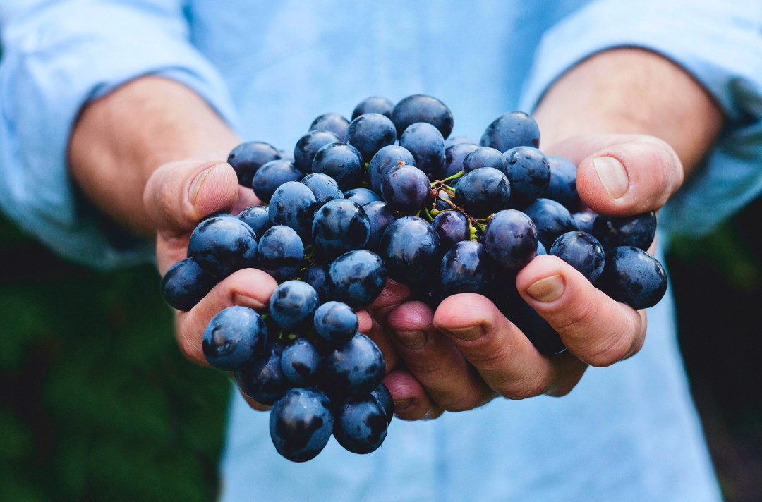 A photo shows someone holding a bunch of grapes in their hands.