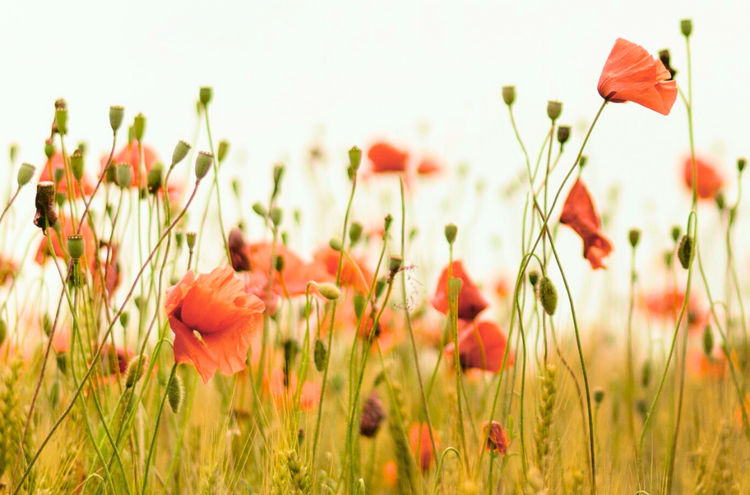A photo shows some wild poppies growing in a field.