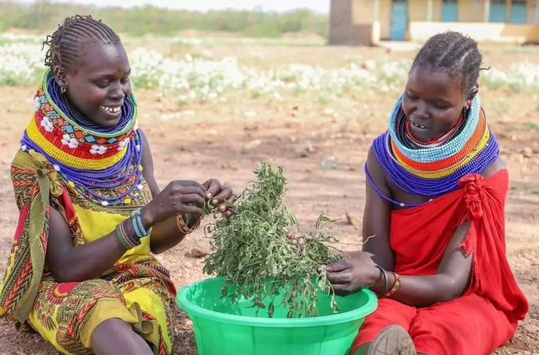A photo shows two people in colourful clothing sat at a bowl as they tear pieces off a plant.