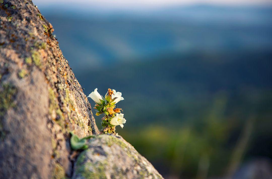A photo of a flower growing out of the side of a rock on a cliff edge