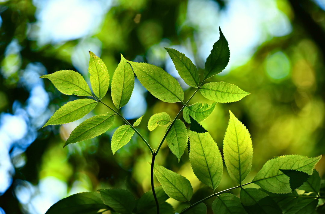 A photo shows vibrant green leaves in a lush forest.
