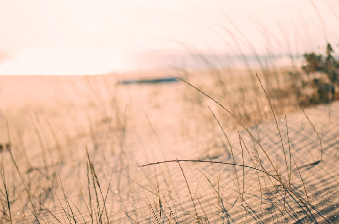 A photo shows long grass at the edge of a beach.