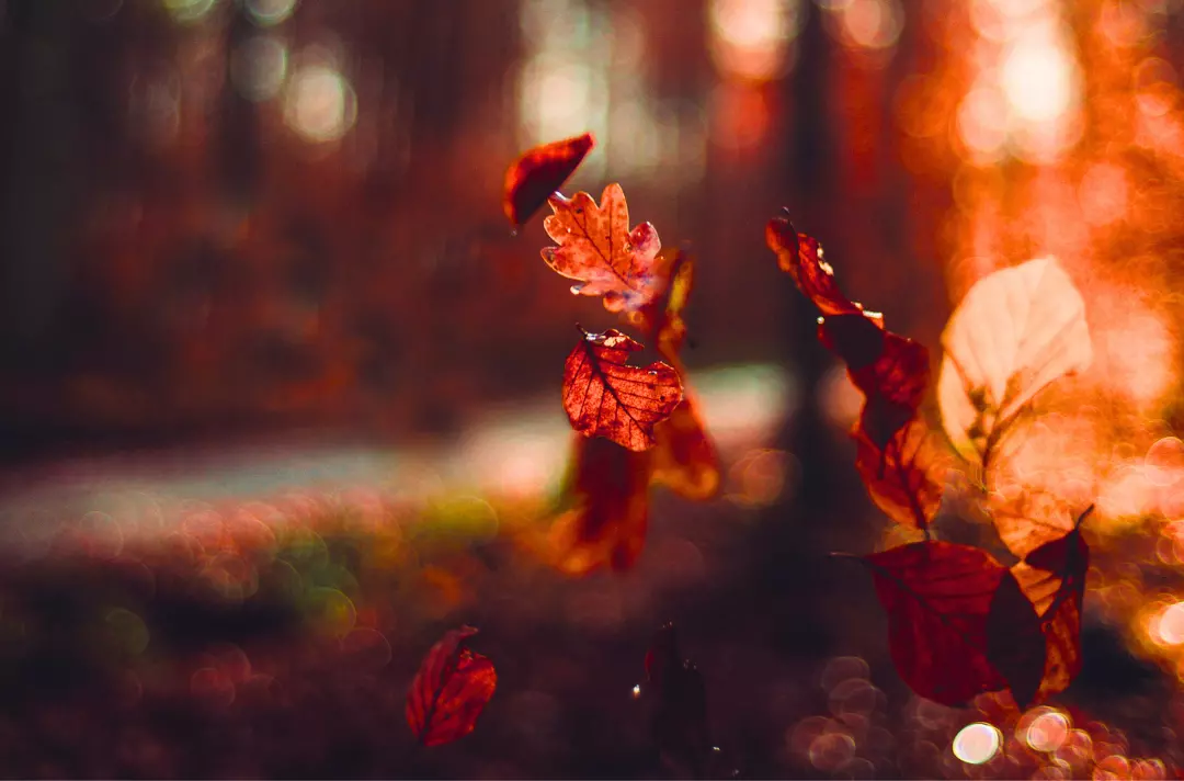 A photo shows vibrant orange leaves falling in autumn.