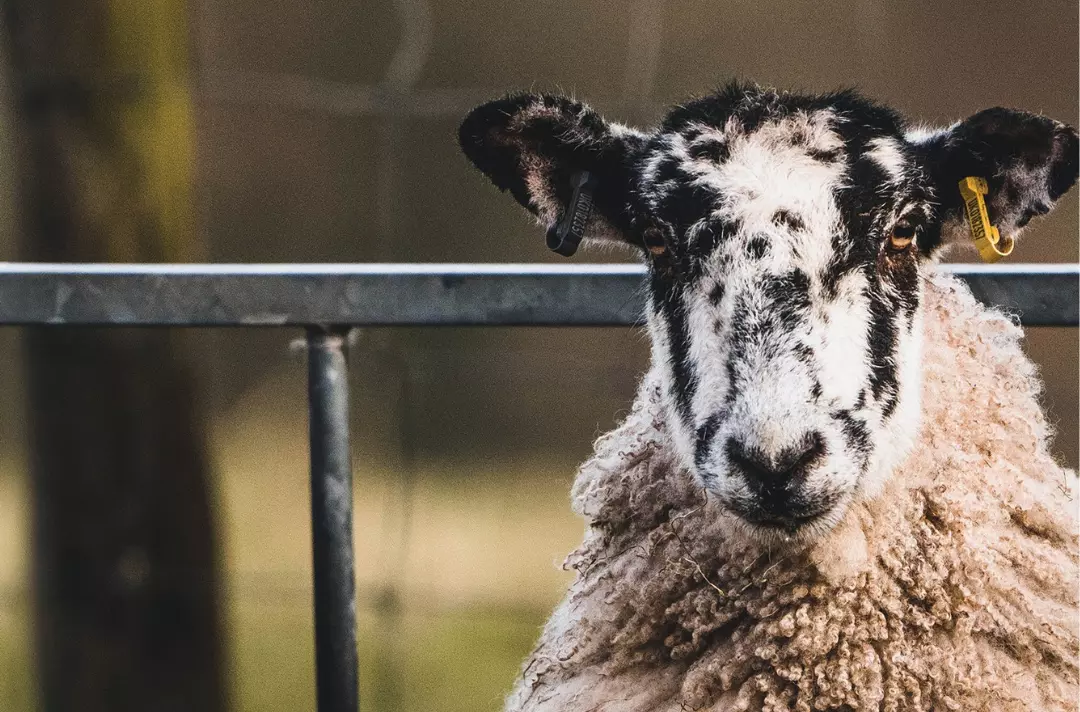 A photo shows a sheep looking into the camera.