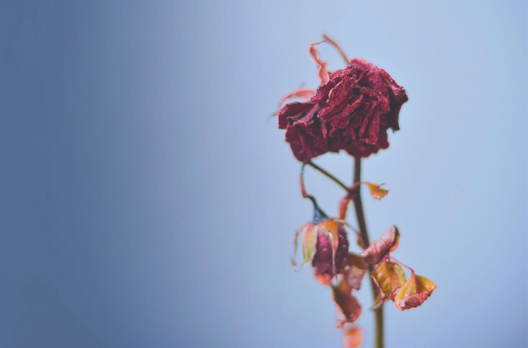 A photo shows a wilted rose.