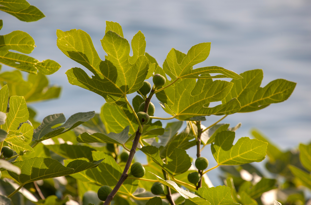 A photo shows the leaves of a fig tree.