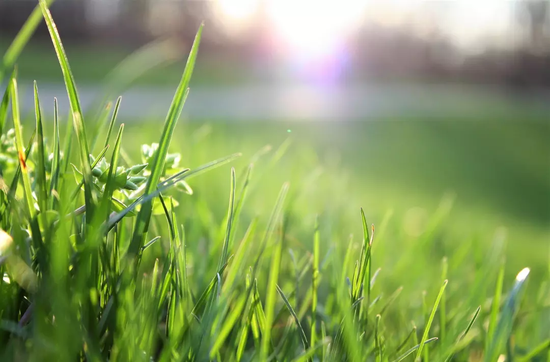 A photo of a field