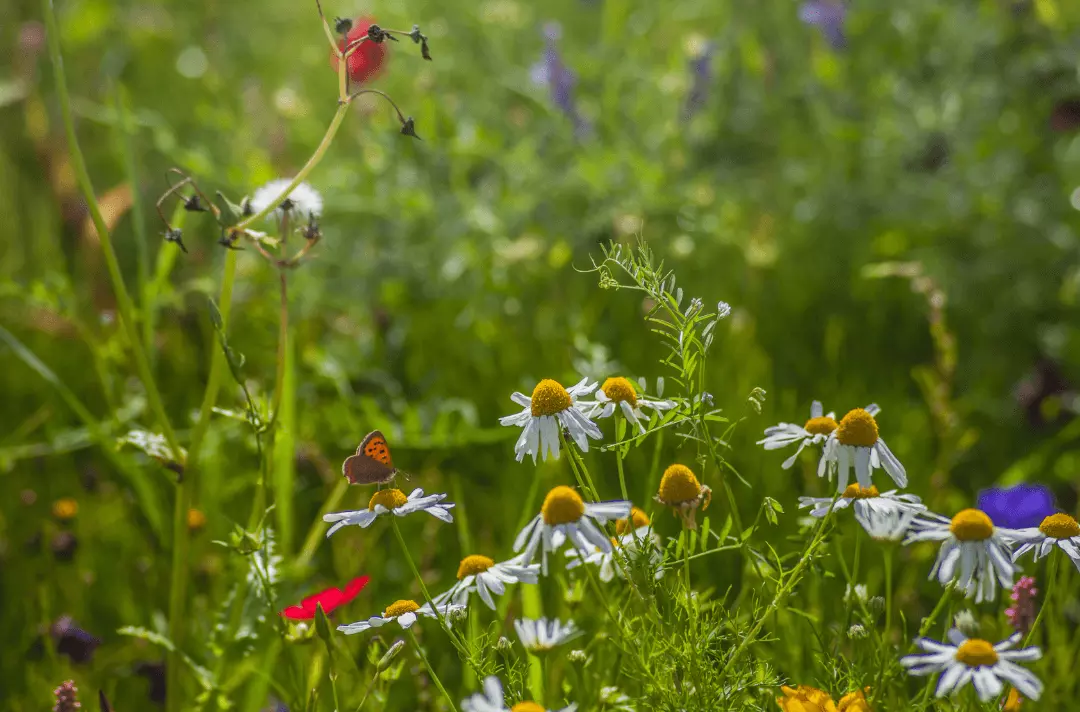 A photo shows a young green shoot beginning to sprout.