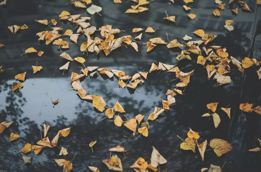 Brown and yellow leaves on the wet ground in the shape of a heart