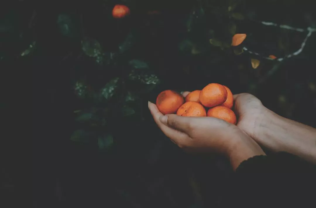Hands held out offering satsumas