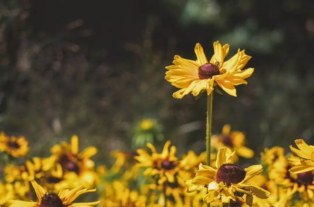 A photo shows beautiful yellow wildflowers.