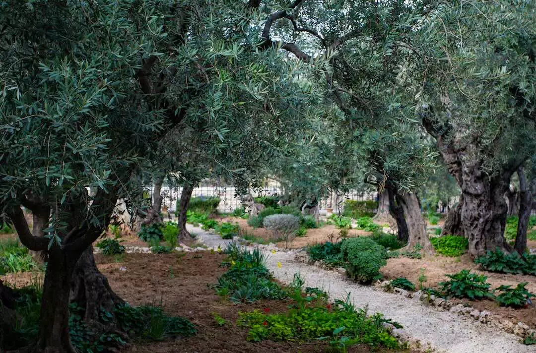 A photo of Garden of Gethsemane in Jerusalem with trees in shadow over a stony path.