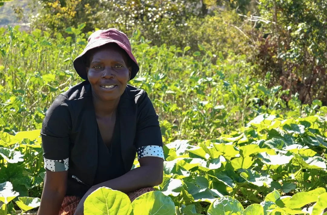 A photo shows someone sitting in a field of lush vegetables.