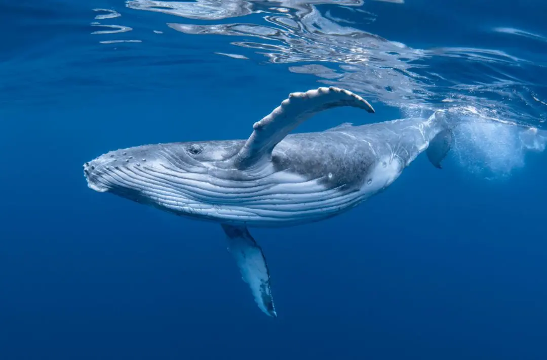 A humpback whale swimming in the ocean