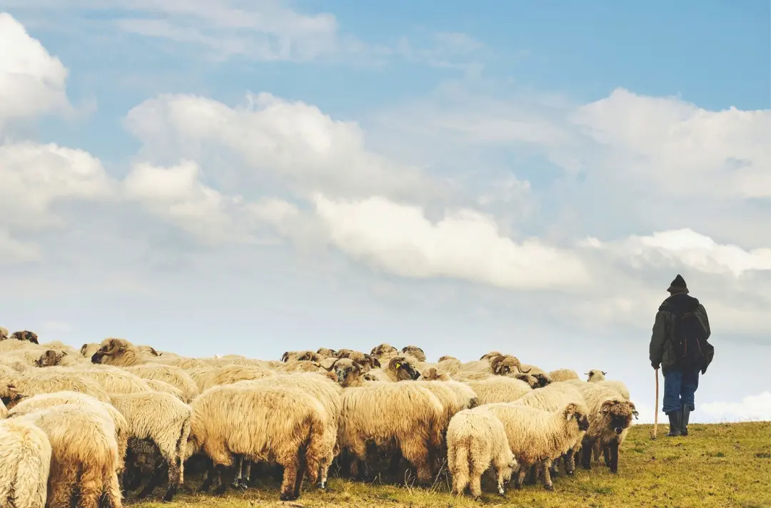 A photo shows a shepherd with many sheep.