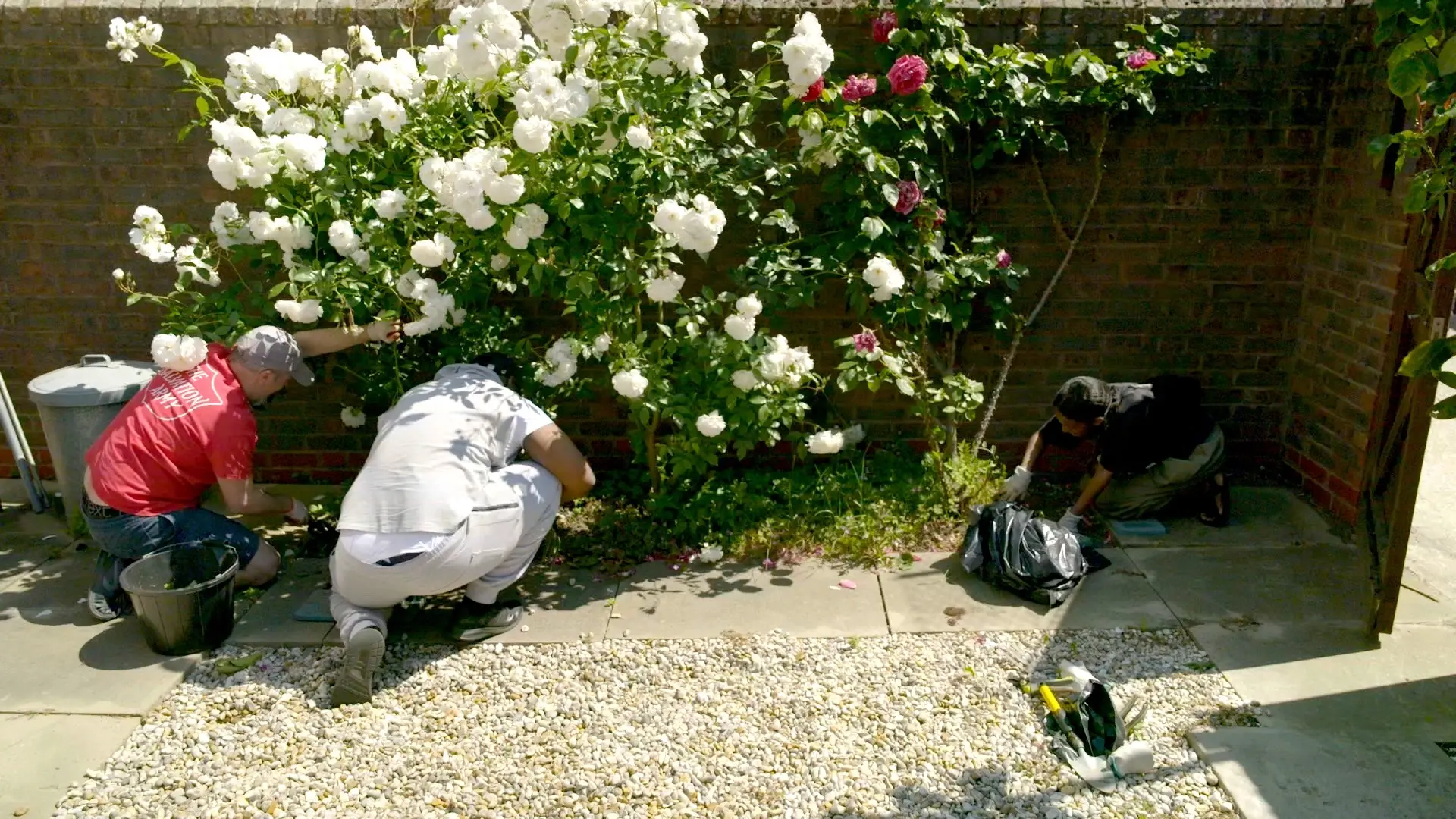 Gardeners underneath a bush with flowers