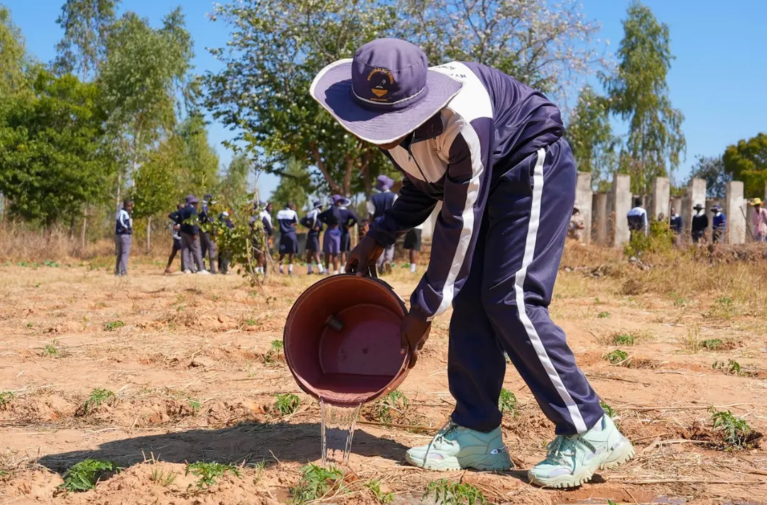 A photo shows someone pouring a bucket of water over dry land and wilted crops.