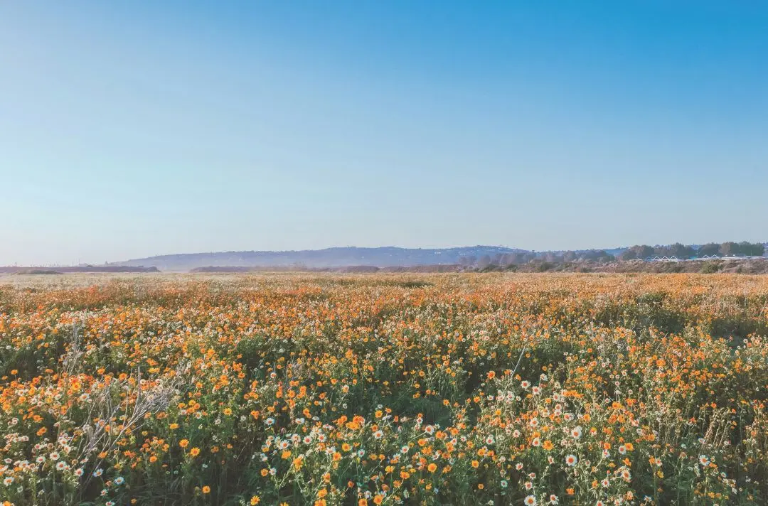 A sunny meadow with a blue sky and mountains in the distance.