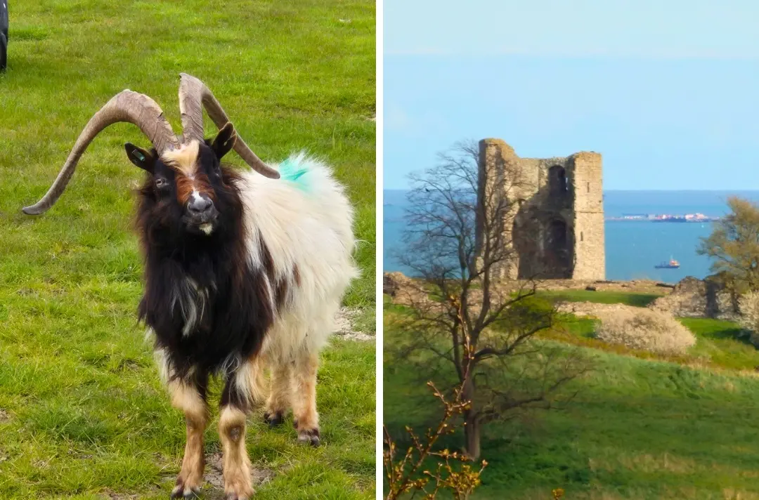 Two photos show a goat and Hadleigh Castle.