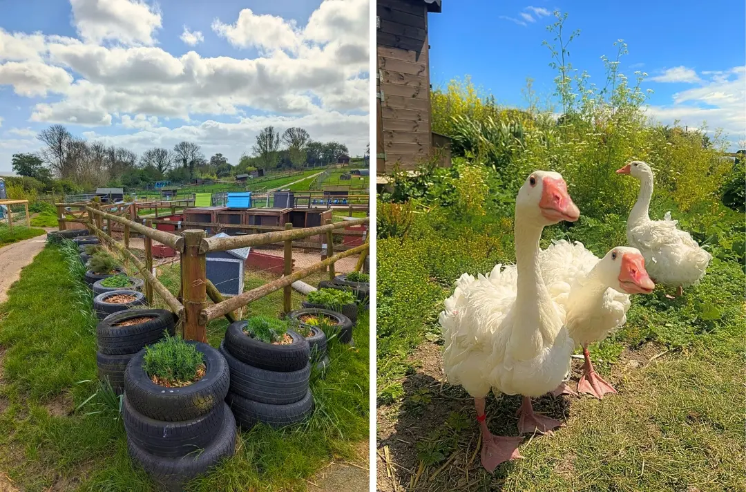 Two photos show the Hadleigh Farm gardens and some ducks.
