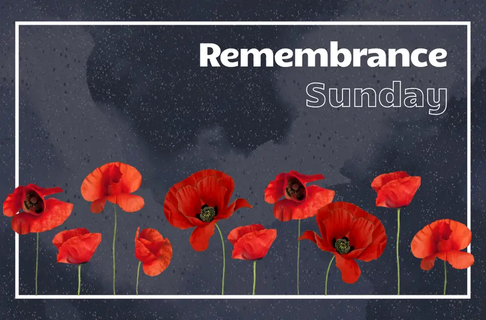poppies on a navy blue background