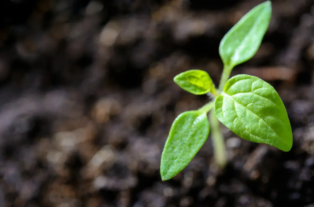An image of a plant sprouting.