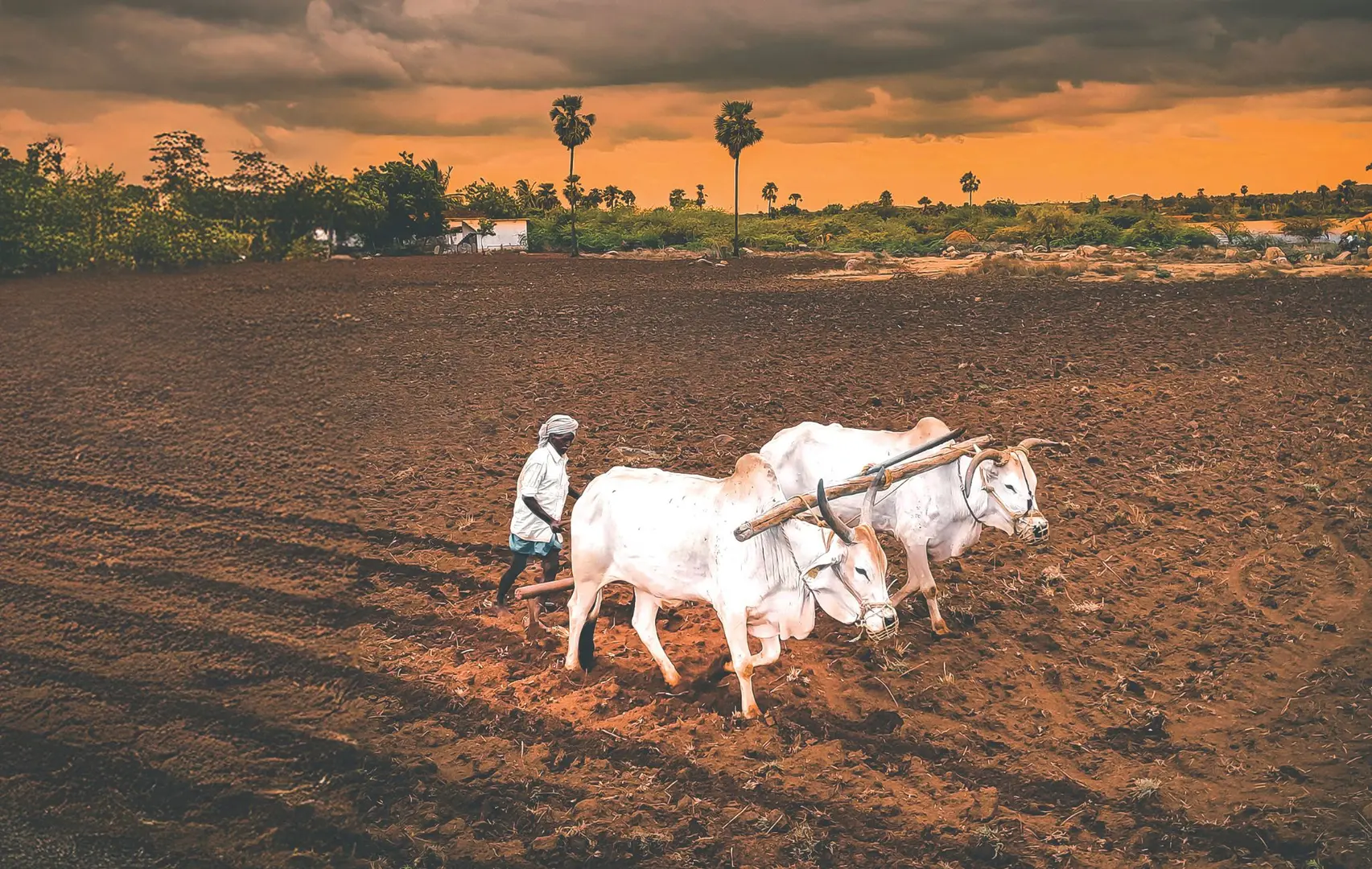 A farmer with two oxen ploughing a barren field somewhere in the Global South.