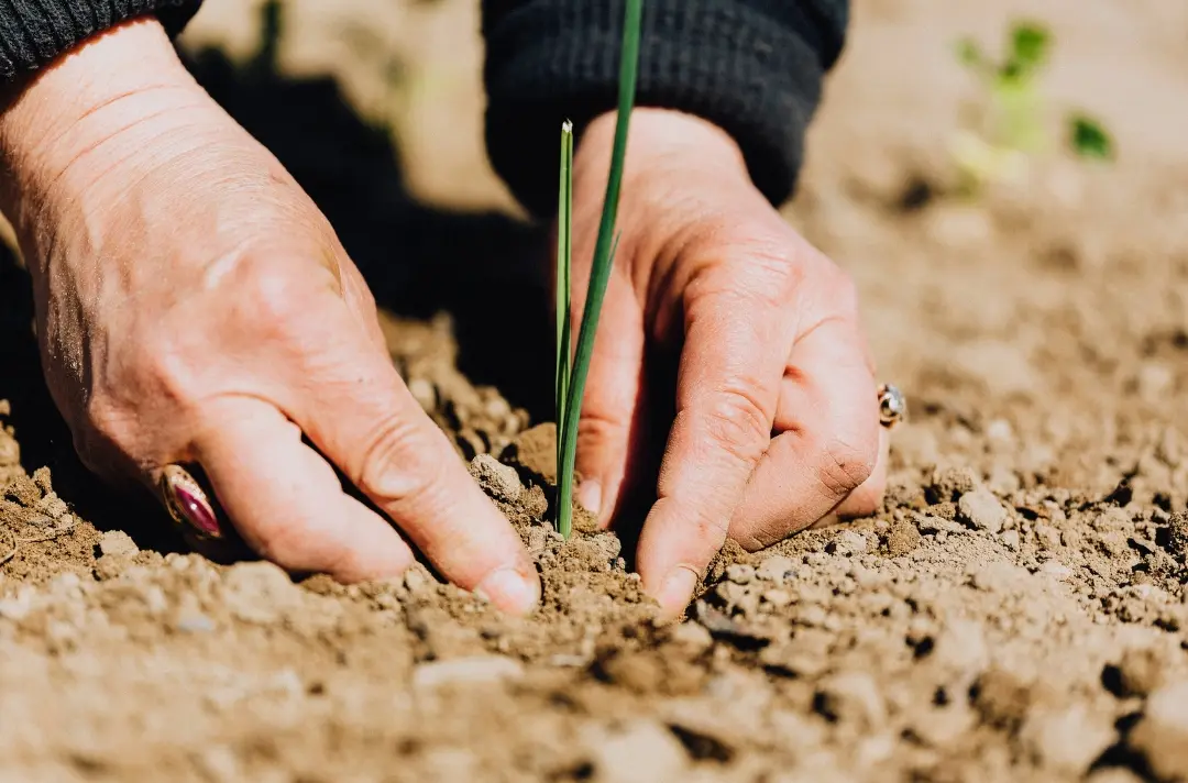 A photo shows someone tending to a green shoot growing in dry ground.