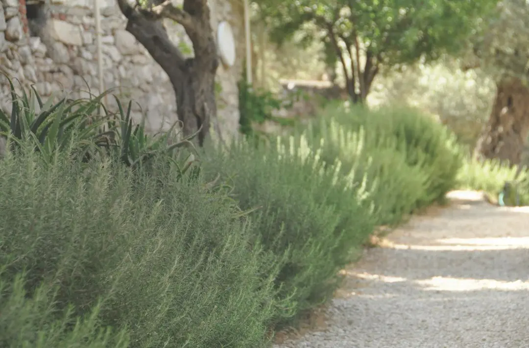 Green bushes in a shady garden.